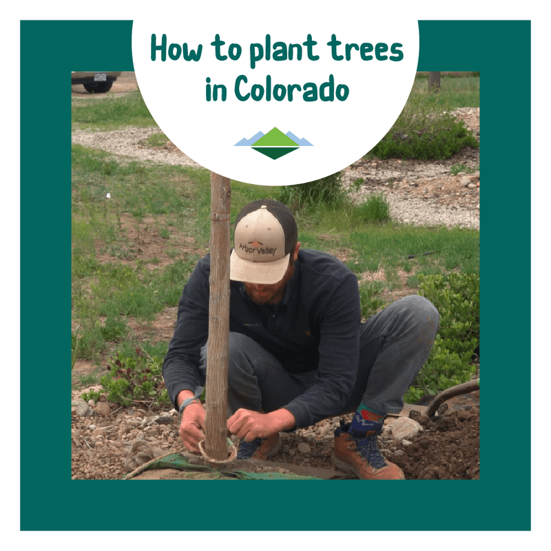 Quality Plants & Delivery Arbor Valley Nursery